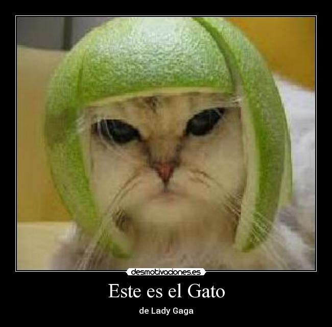 Este es el Gato -