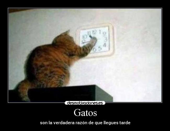 Gatos - son la verdadera razón de que llegues tarde