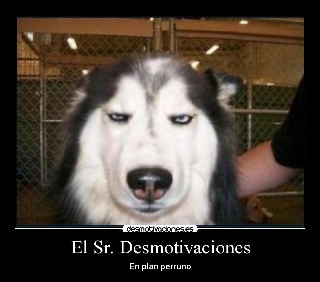 El Sr. Desmotivaciones - En plan perruno