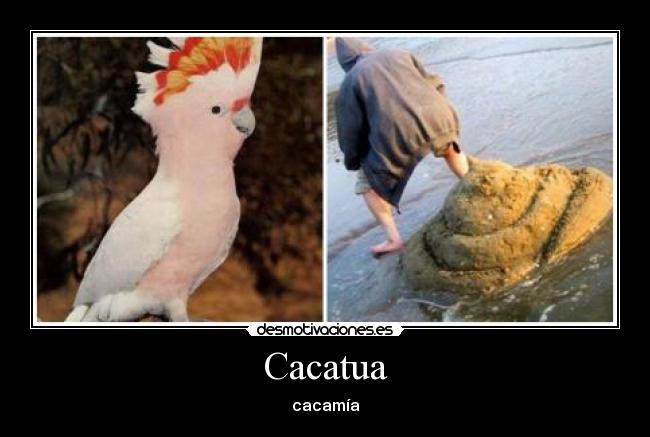 Cacatua -