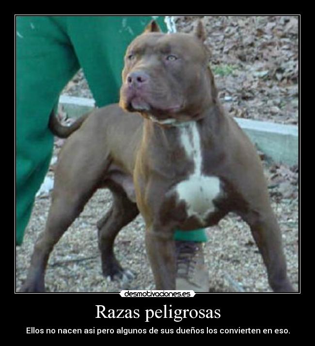 Razas peligrosas - Ellos no nacen asi pero algunos de sus dueños los convierten en eso.
