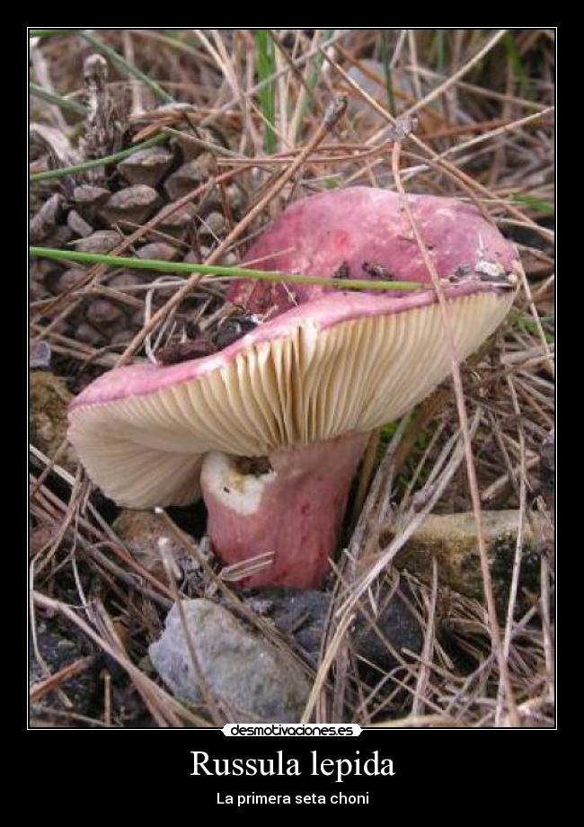 Russula lepida - La primera seta choni
