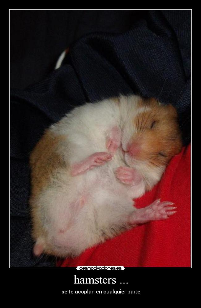 hamsters ... - 