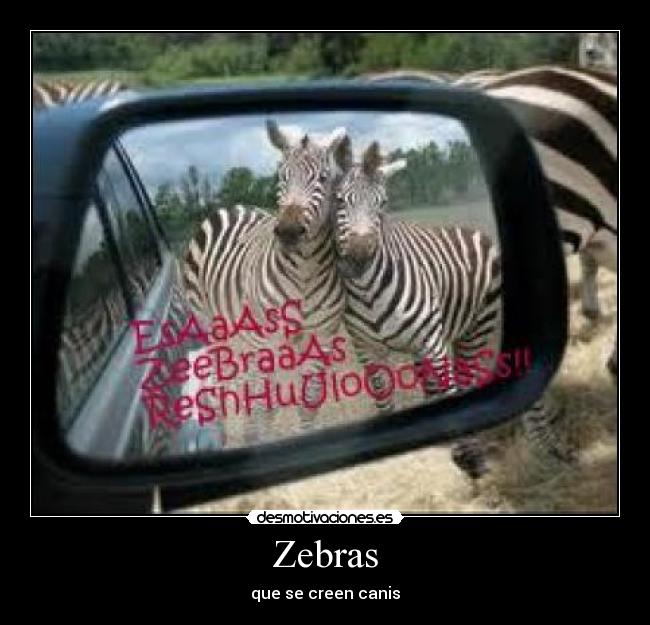 Zebras -