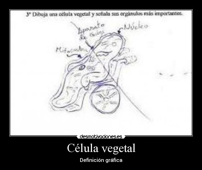 Célula vegetal - Definición gráfica