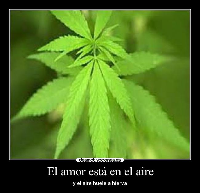 El amor está en el aire - 