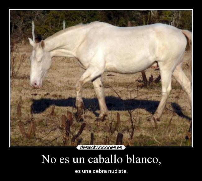 No es un caballo blanco, - es una cebra nudista.