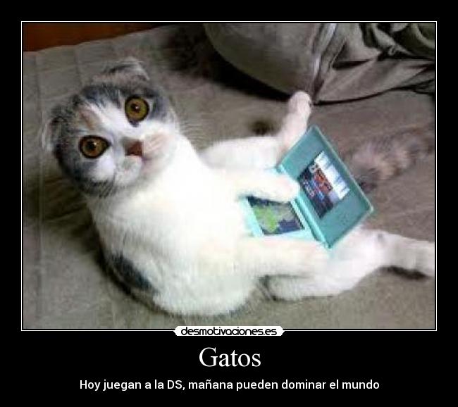 Gatos - Hoy juegan a la DS, mañana pueden dominar el mundo