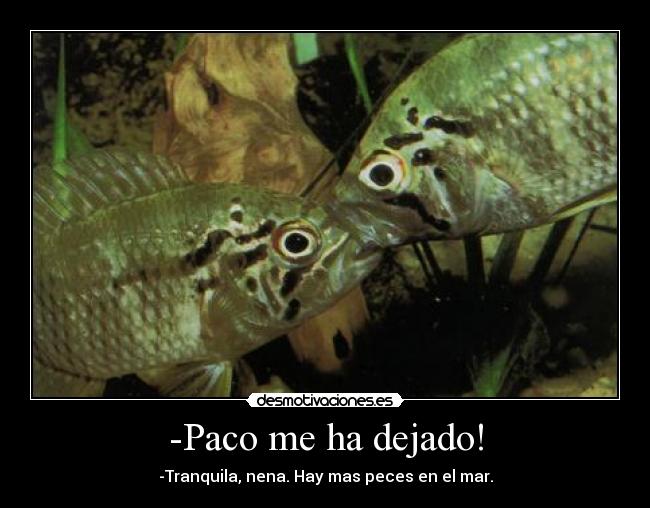 -Paco me ha dejado! - -Tranquila, nena. Hay mas peces en el mar.