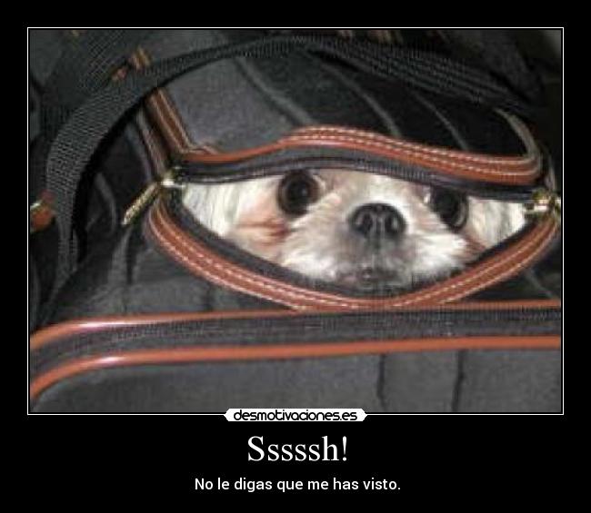 Sssssh! -  No le digas que me has visto.