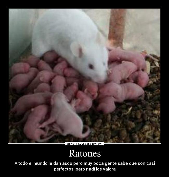 Ratones - A todo el mundo le dan asco pero muy poca gente sabe que son casi
perfectos :pero nadi los valora