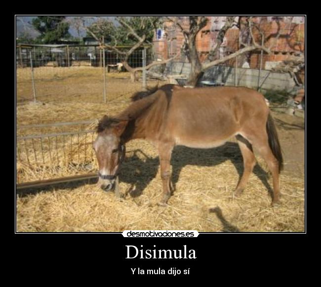 carteles mula disimula desmotivaciones