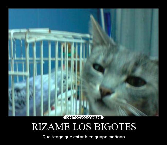 RIZAME LOS BIGOTES - 