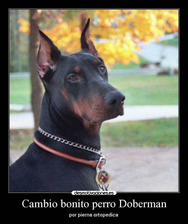 Cambio bonito perro Doberman -