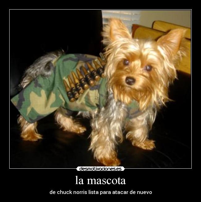 la mascota - 