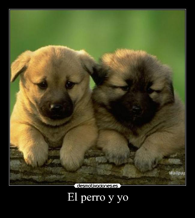 carteles champi20 desmotivaciones