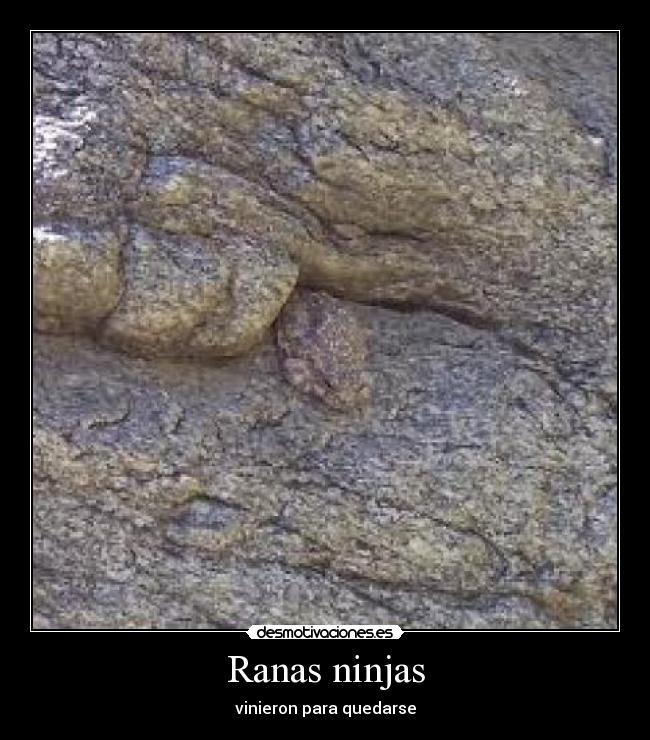 Ranas ninjas - vinieron para quedarse