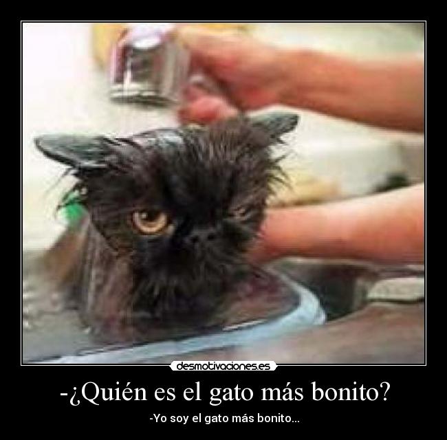 -¿Quién es el gato más bonito? - -Yo soy el gato más bonito...