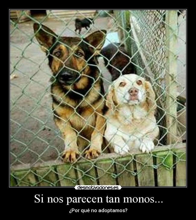 Si nos parecen tan monos... - ¿Por qué no adoptamos?