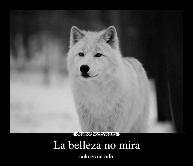 La belleza no mira -
