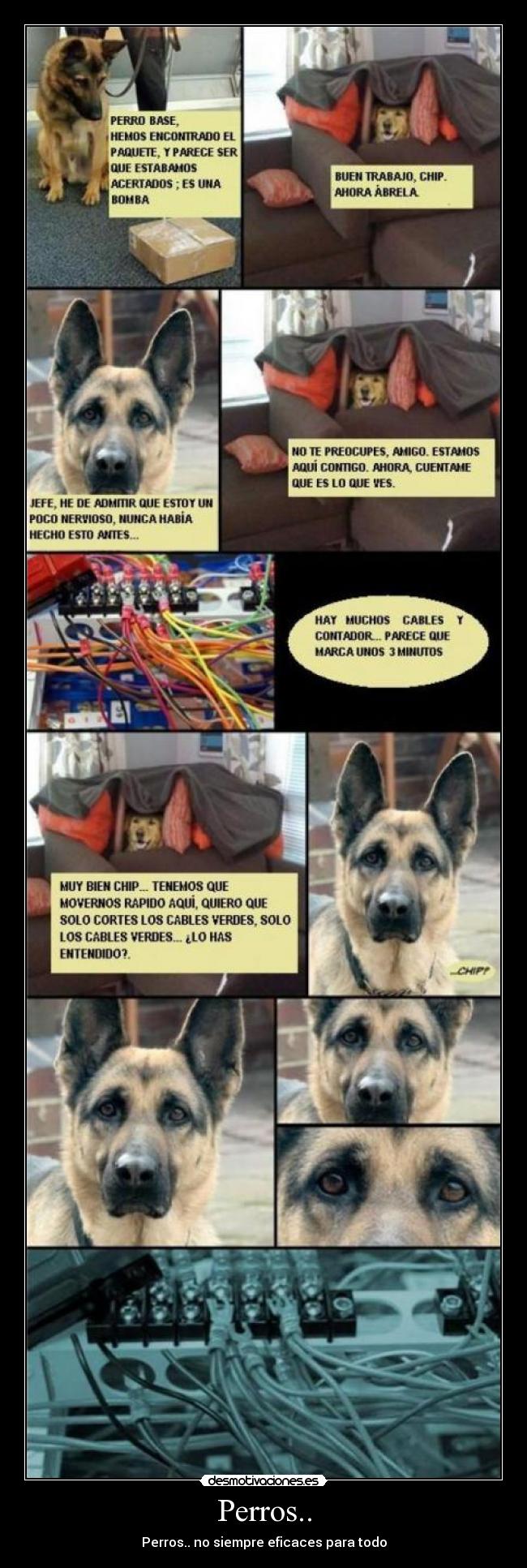Perros.. -