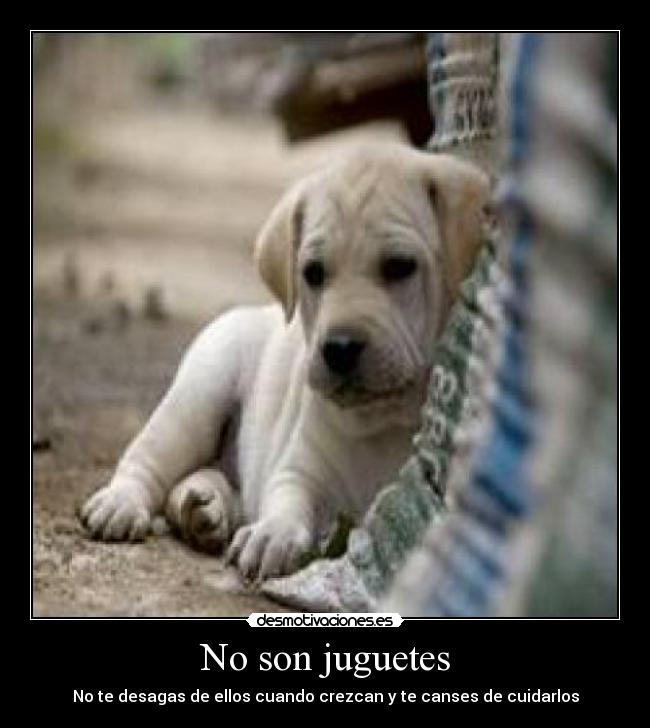 No son juguetes - No te desagas de ellos cuando crezcan y te canses de cuidarlos
