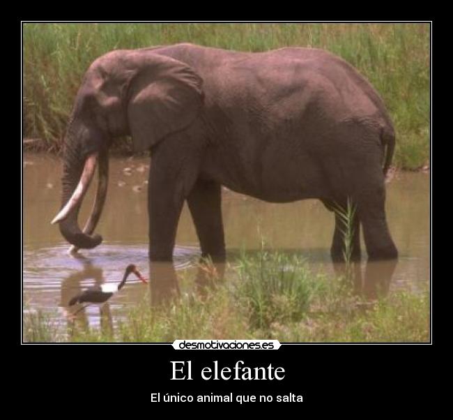 El elefante - El único animal que no salta