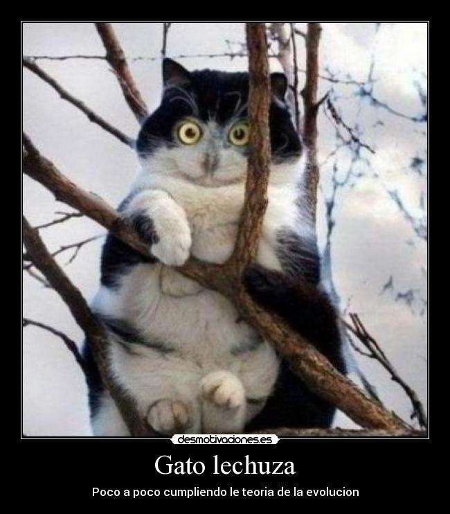 Gato lechuza -