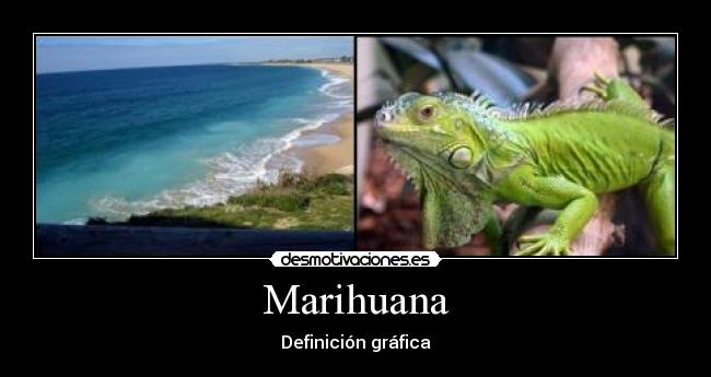 carteles mar iguana desmotivaciones