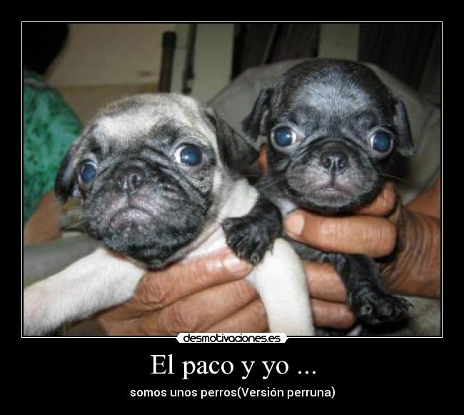 El paco y yo ... - 
