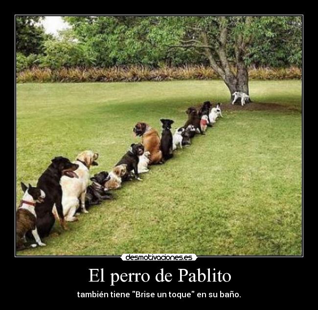 El perro de Pablito - también tiene Brise un toque en su baño.