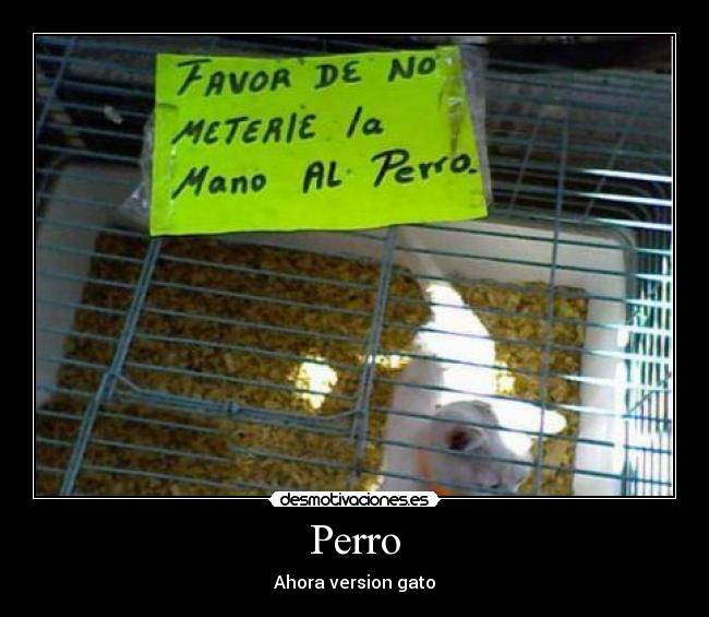 Perro - Ahora version gato