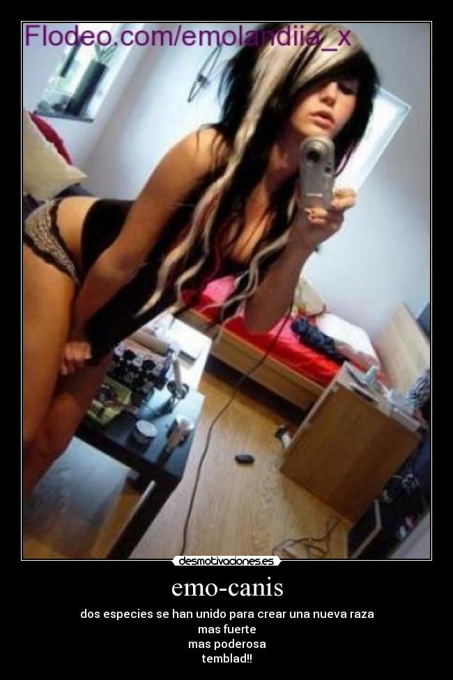 carteles canis desmotivaciones