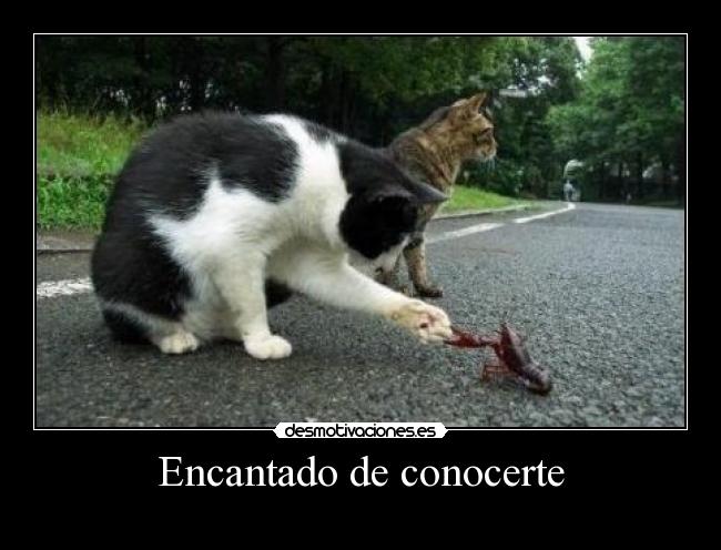 Encantado de conocerte - 