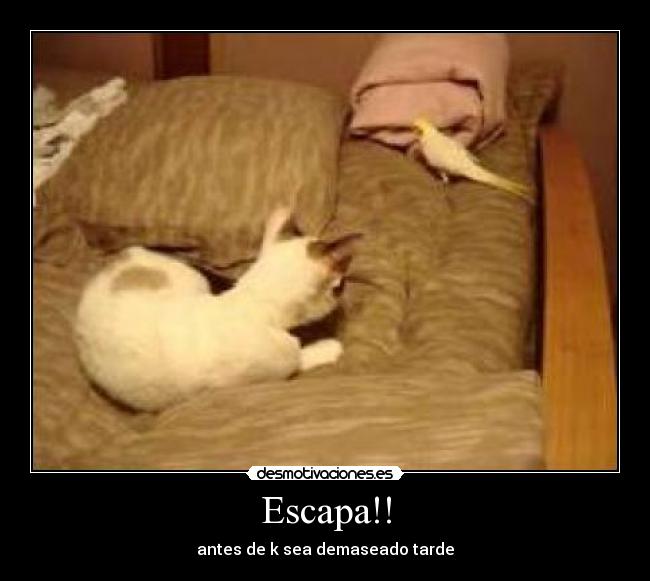 Escapa!! -