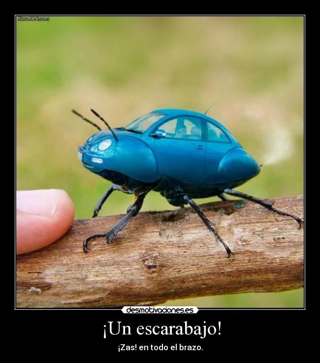 ¡Un escarabajo! - 