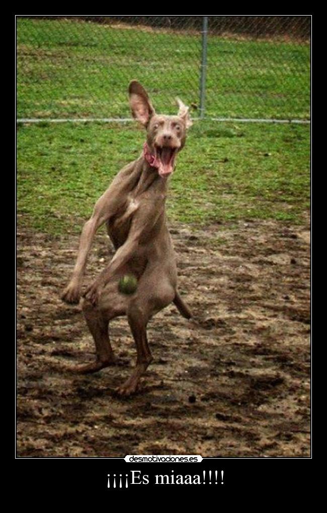 ¡¡¡¡Es miaaa!!!! -