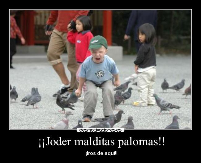 ¡¡Joder malditas palomas!! - ¡¡Iros de aqui!!