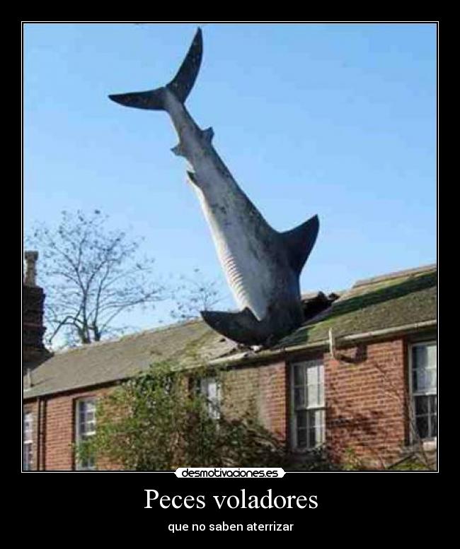 Peces voladores - que no saben aterrizar