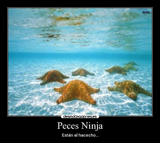 Peces Ninja - Están al hacecho...
