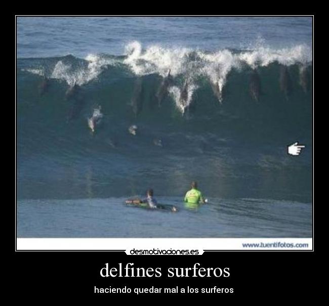delfines surferos -