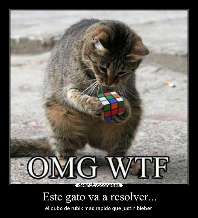 Este gato va a resolver... - 