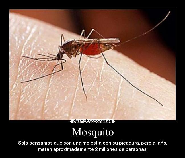 Mosquito -