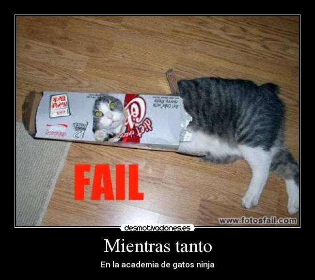 Mientras tanto - En la academia de gatos ninja
