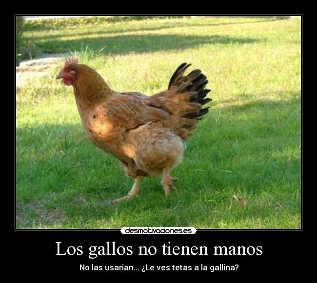 Los gallos no tienen manos - No las usarian... ¿Le ves tetas a la gallina?