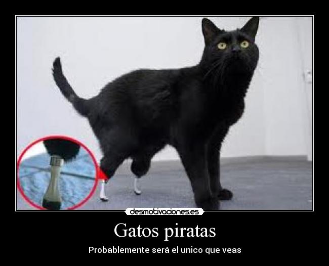 Gatos piratas - Probablemente será el unico que veas