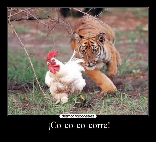 ¡Co-co-co-corre! -