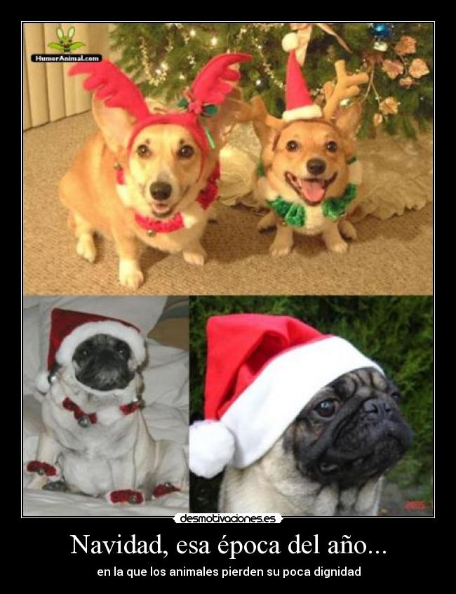 Navidad, esa época del año... -