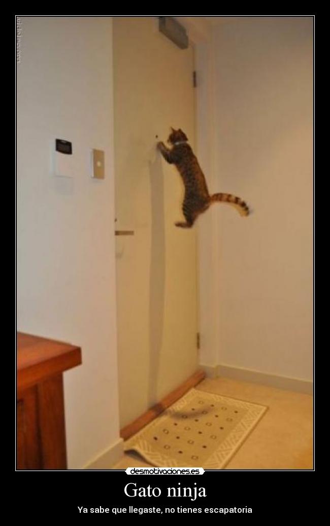 Gato ninja -