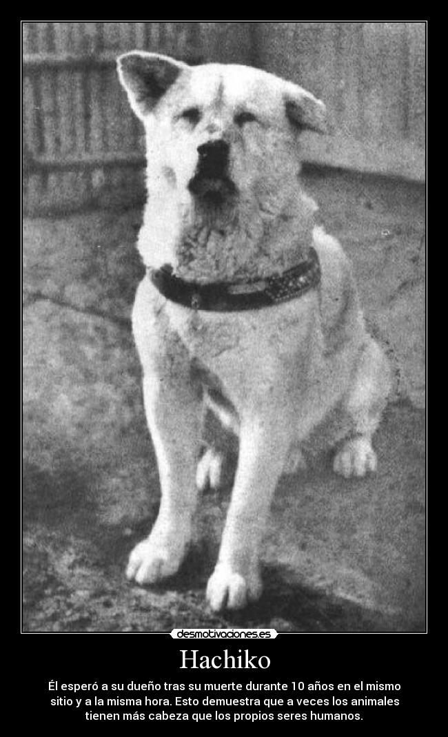 Hachiko - Él esperó a su dueño tras su muerte durante 10 años en el mismo
sitio y a la misma hora. Esto demuestra que a veces los animales
tienen más cabeza que los propios seres humanos.